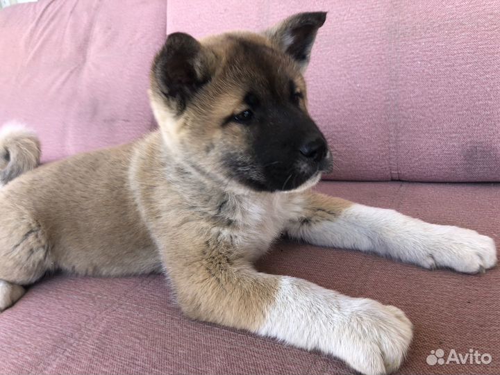 Американская акита