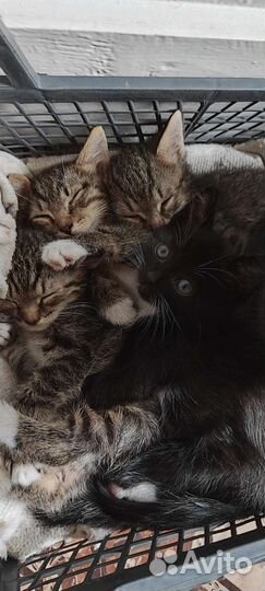 Котята в добрые руки
