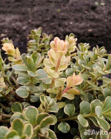 Почвопокровные красавцы