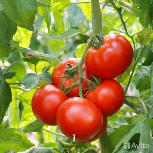 Помидоры свежие домашние