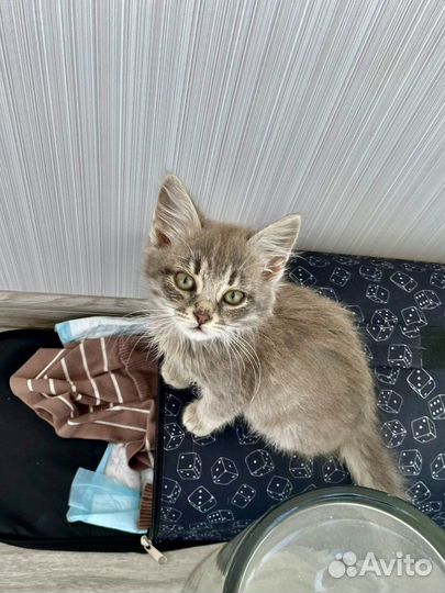 Серый пушистый котёнок, 3 месяца
