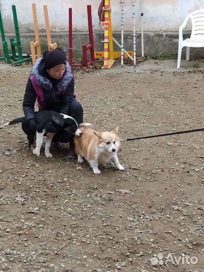 Зоогостиница/гостиница для собак Краснодар