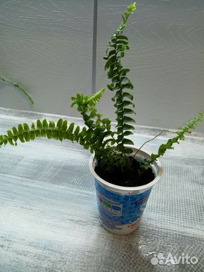Папоротник нефролепис Грин Леди