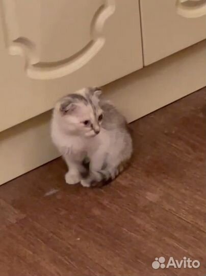 Вислоухая кошечка