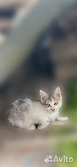 Отдам котят