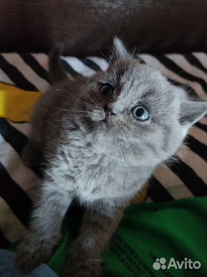Чистокровные британские короткошёрстные котята