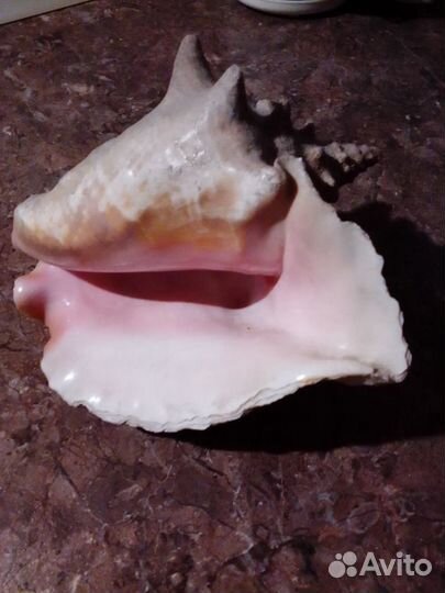 Ракушка морская большая