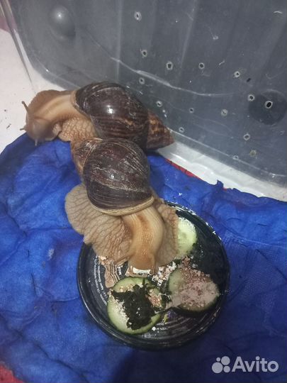 Улитки ахатины