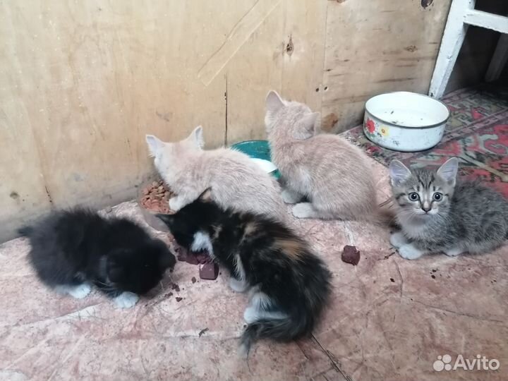 Кошка в дар