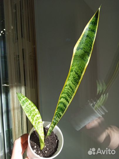 Растения разные