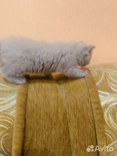 Котик,мальчик.Отдам добрым люлям