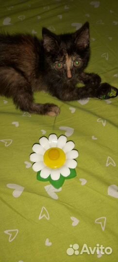 Отдам в хорошие руки котенка