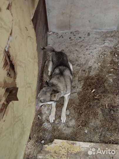 Собака в добрые руки отдам бесплатно