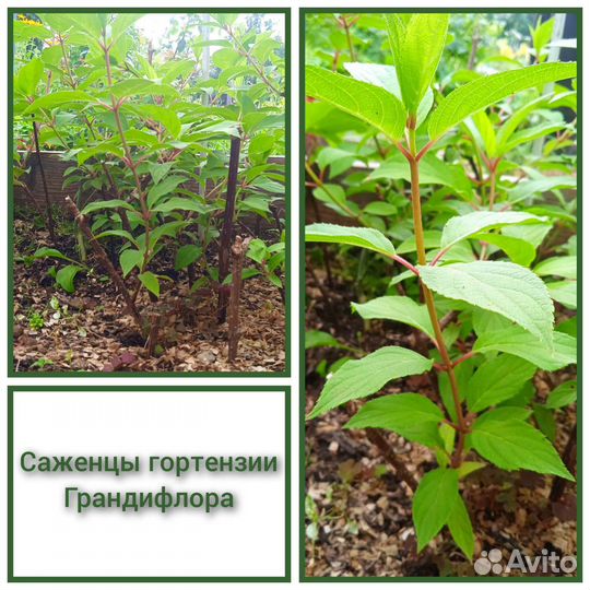 Гортензия метельчатая Грандифлора