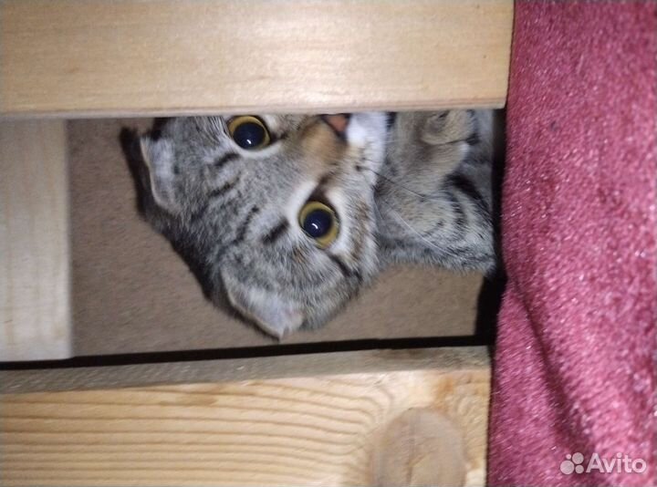 Кошка