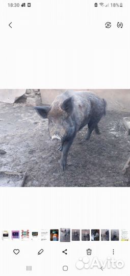 Дикий кабан