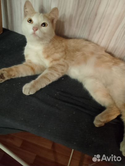 Котик, 6-7мес, кастрирован