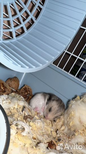 Сирийские хомячата малыши