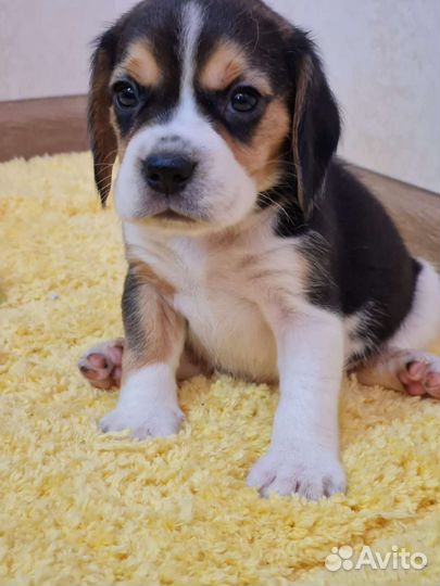 Бигль трехцветные мальчики