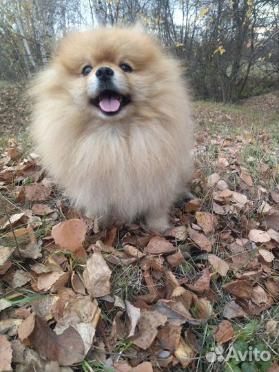 Кобели чихуахуа и шпиц вязка