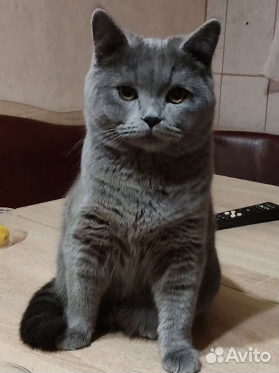 Британский кот для вязки