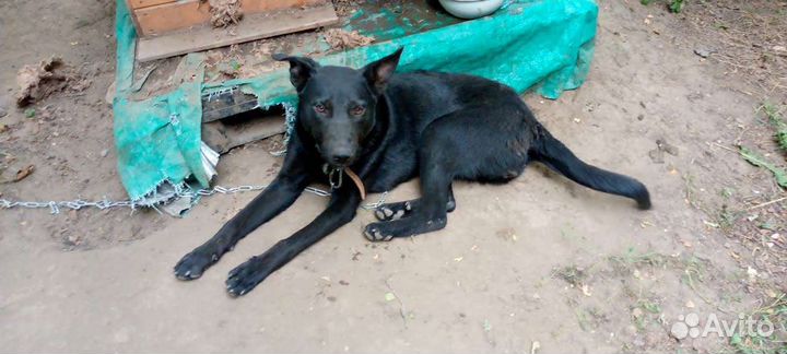 Собачка ищет дом