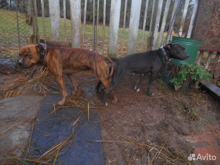 Щенки Питбуля