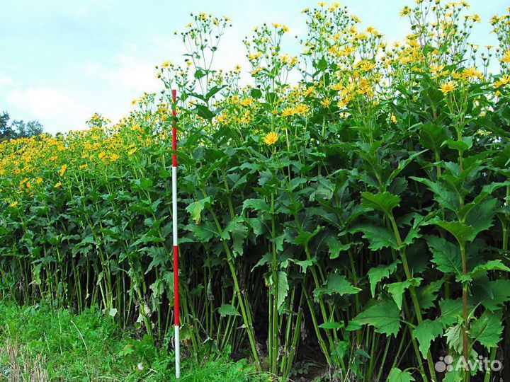 Сильфии пронзеннолистной (на силос) семена