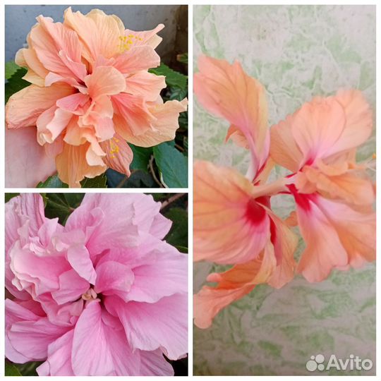 Гибискус тройные прививки