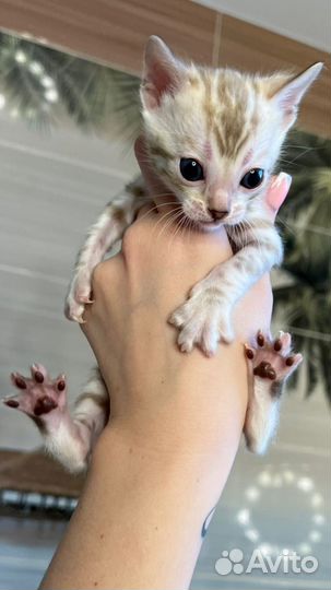 Бенгальские котята