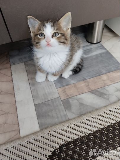 Отдам бесплатно