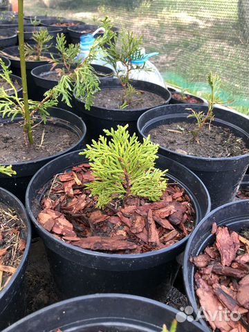 Туя в ассортименте