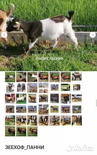 Голубоглазые камеруно нигерийские кн 75 и кн 50