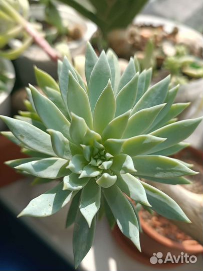 Растение суккуленты очиток