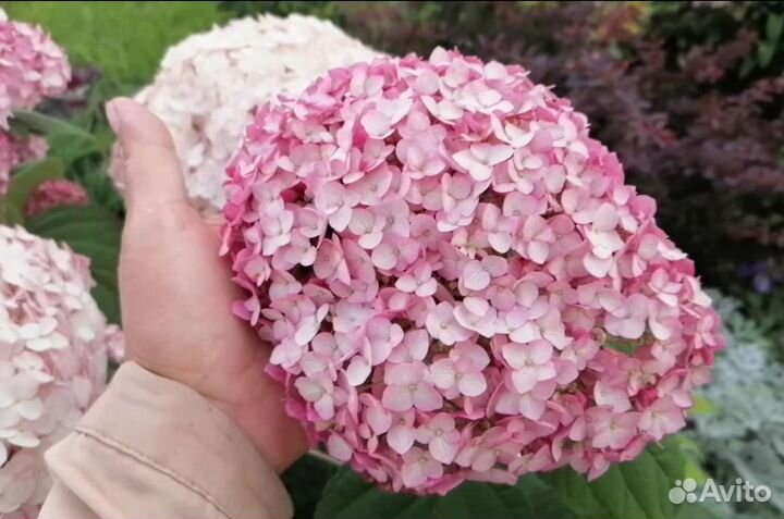 Гортензия древовидная розовая Кандибелле Баблгам