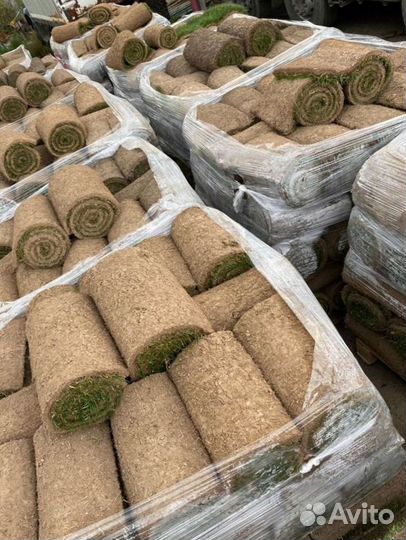 Рулонный газон