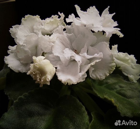 Детки фиалки (сорт 