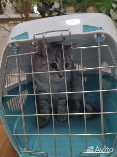 Переноска для кошек и собак