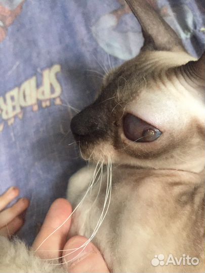 Кошечка Муся