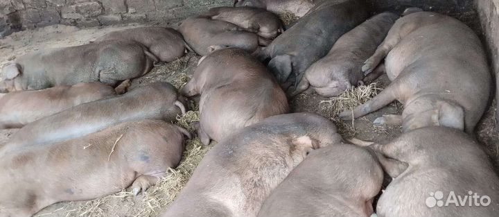Тёлки стельных Свиньи дюрки от 100 кг ж а