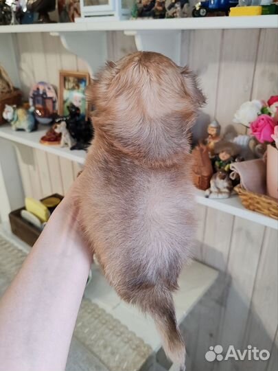 Элитный шоколадный соболь