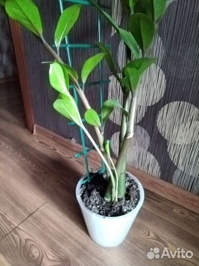 Замиокулькас