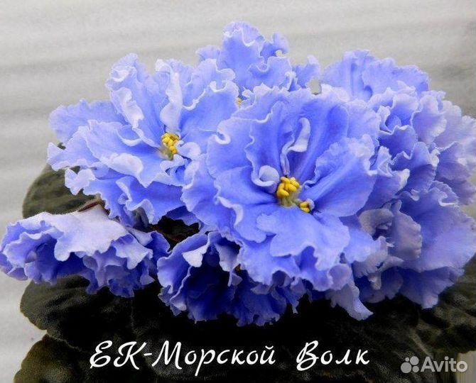 Детки сортовых фиалок