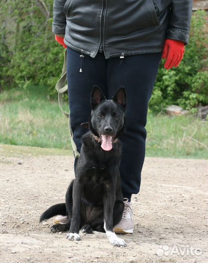 Собака в добрые руки