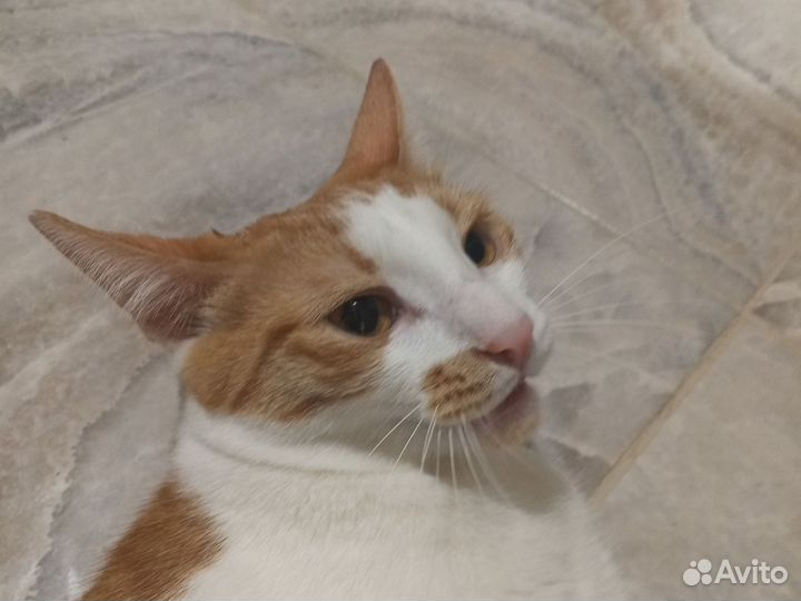 Кошка