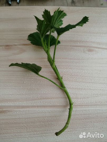 Королевская герань