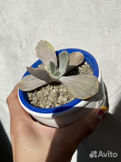 Суккуленты; эхеверии