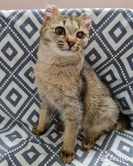 Кошка в дар бесплатно
