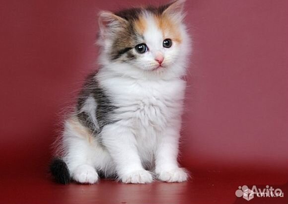 Супер котята