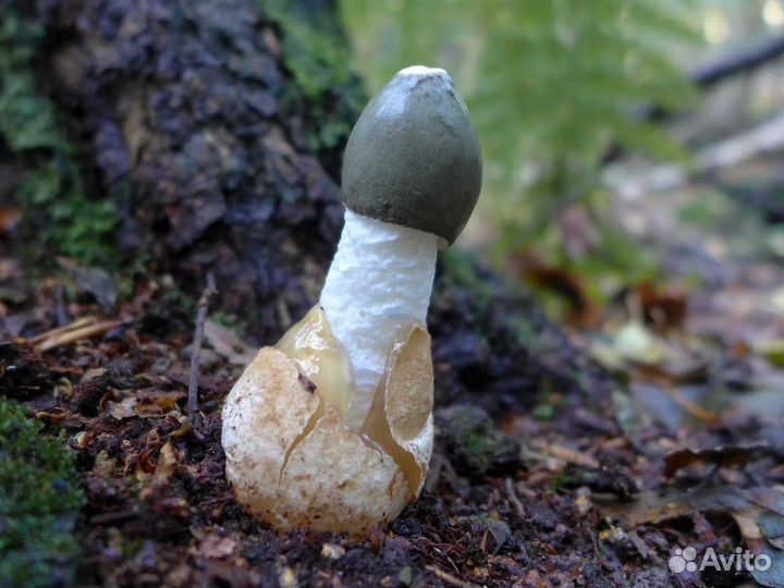 Гриб весёлка